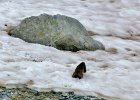 Alpes2013 (295) Arpette marmotte